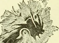 An illustration from Spectrum analysis in its application to terrestrial substances, and the physical constitution of the heavenly bodies / familiarly explained by H. Schellen ; translated from the second enlarged and revised German edition by Jane and Caroline Lassell ; edited with notes by William Huggins ; with numerous woodcuts and coloured plates, and Ångström's and Kirchhoff's maps. (1872)