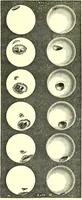 An illustration from Spectrum analysis in its application to terrestrial substances, and the physical constitution of the heavenly bodies / familiarly explained by H. Schellen ; translated from the second enlarged and revised German edition by Jane and Caroline Lassell ; edited with notes by William Huggins ; with numerous woodcuts and coloured plates, and Ångström's and Kirchhoff's maps. (1872)