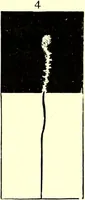An illustration from Spectrum analysis in its application to terrestrial substances, and the physical constitution of the heavenly bodies / familiarly explained by H. Schellen ; translated from the second enlarged and revised German edition by Jane and Caroline Lassell ; edited with notes by William Huggins ; with numerous woodcuts and coloured plates, and Ångström's and Kirchhoff's maps. (1872)