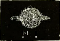 An illustration from Spectrum analysis in its application to terrestrial substances, and the physical constitution of the heavenly bodies / familiarly explained by H. Schellen ; translated from the second enlarged and revised German edition by Jane and Caroline Lassell ; edited with notes by William Huggins ; with numerous woodcuts and coloured plates, and Ångström's and Kirchhoff's maps. (1872)