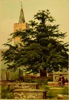 An illustration from Familiar trees / With coloured plates by W.H.J. Boot. (1887)