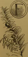 An illustration from Familiar trees / With coloured plates by W.H.J. Boot. (1887)