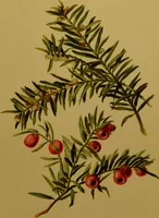 An illustration from Familiar trees / With coloured plates by W.H.J. Boot. (1887)
