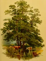 An illustration from Familiar trees / With coloured plates by W.H.J. Boot. (1887)