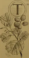 An illustration from Familiar trees / With coloured plates by W.H.J. Boot. (1887)