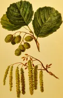 An illustration from Familiar trees / With coloured plates by W.H.J. Boot. (1887)