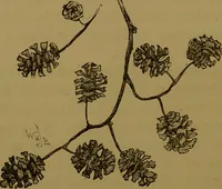 An illustration from Familiar trees / With coloured plates by W.H.J. Boot. (1887)
