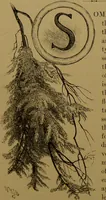 An illustration from Familiar trees / With coloured plates by W.H.J. Boot. (1887)