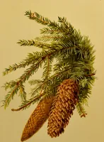 An illustration from Familiar trees / With coloured plates by W.H.J. Boot. (1887)