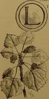 An illustration from Familiar trees / With coloured plates by W.H.J. Boot. (1887)