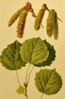 An illustration from Familiar trees / With coloured plates by W.H.J. Boot. (1887)