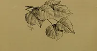 An illustration from Familiar trees / With coloured plates by W.H.J. Boot. (1887)