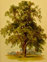 An illustration from Familiar trees / With coloured plates by W.H.J. Boot. (1887)