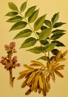 An illustration from Familiar trees / With coloured plates by W.H.J. Boot. (1887)
