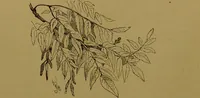 An illustration from Familiar trees / With coloured plates by W.H.J. Boot. (1887)