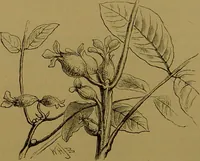 An illustration from Familiar trees / With coloured plates by W.H.J. Boot. (1887)