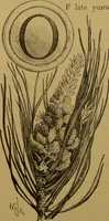 An illustration from Familiar trees / With coloured plates by W.H.J. Boot. (1887)