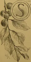 An illustration from Familiar trees / With coloured plates by W.H.J. Boot. (1887)