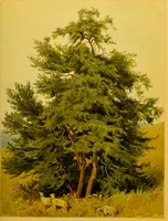 An illustration from Familiar trees / With coloured plates by W.H.J. Boot. (1887)