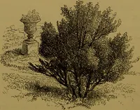 An illustration from Familiar trees / With coloured plates by W.H.J. Boot. (1887)