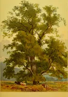 An illustration from Familiar trees / With coloured plates by W.H.J. Boot. (1887)