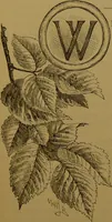 An illustration from Familiar trees / With coloured plates by W.H.J. Boot. (1887)