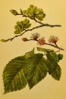 An illustration from Familiar trees / With coloured plates by W.H.J. Boot. (1887)