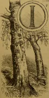 An illustration from Familiar trees / With coloured plates by W.H.J. Boot. (1887)