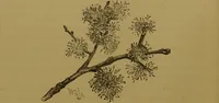 An illustration from Familiar trees / With coloured plates by W.H.J. Boot. (1887)