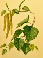 An illustration from Familiar trees / With coloured plates by W.H.J. Boot. (1887)