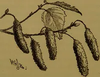 An illustration from Familiar trees / With coloured plates by W.H.J. Boot. (1887)