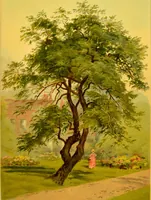 An illustration from Familiar trees / With coloured plates by W.H.J. Boot. (1887)