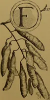 An illustration from Familiar trees / With coloured plates by W.H.J. Boot. (1887)