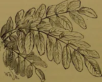 An illustration from Familiar trees / With coloured plates by W.H.J. Boot. (1887)