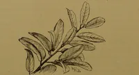 An illustration from Familiar trees / With coloured plates by W.H.J. Boot. (1887)