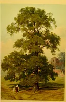 An illustration from Familiar trees / With coloured plates by W.H.J. Boot. (1887)