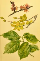 An illustration from Familiar trees / With coloured plates by W.H.J. Boot. (1887)