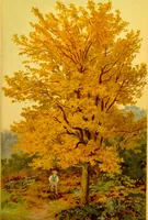 An illustration from Familiar trees / With coloured plates by W.H.J. Boot. (1887)