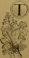An illustration from Familiar trees / With coloured plates by W.H.J. Boot. (1887)