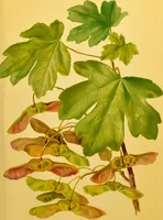 An illustration from Familiar trees / With coloured plates by W.H.J. Boot. (1887)