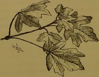 An illustration from Familiar trees / With coloured plates by W.H.J. Boot. (1887)