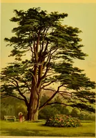 An illustration from Familiar trees / With coloured plates by W.H.J. Boot. (1887)