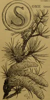 An illustration from Familiar trees / With coloured plates by W.H.J. Boot. (1887)