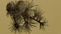 An illustration from Familiar trees / With coloured plates by W.H.J. Boot. (1887)