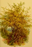 An illustration from Familiar trees / With coloured plates by W.H.J. Boot. (1887)