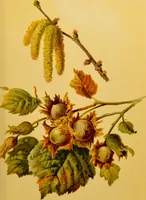 An illustration from Familiar trees / With coloured plates by W.H.J. Boot. (1887)
