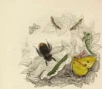 An illustration from Episodes of insect life / by Acheta Domestica, [pseud.] ;edited and revised by J.G. Wood. (1879)