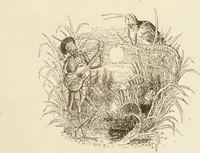 An illustration from Episodes of insect life / by Acheta Domestica, [pseud.] ;edited and revised by J.G. Wood. (1879)