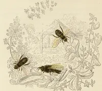 An illustration from Episodes of insect life / by Acheta Domestica, [pseud.] ;edited and revised by J.G. Wood. (1879)