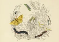 An illustration from Episodes of insect life / by Acheta Domestica, [pseud.] ;edited and revised by J.G. Wood. (1879)
